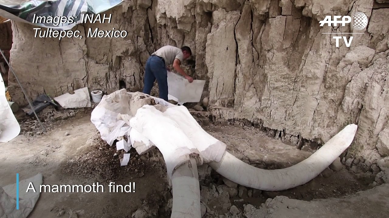 Huge trove of mammoth skeletons found in Mexico