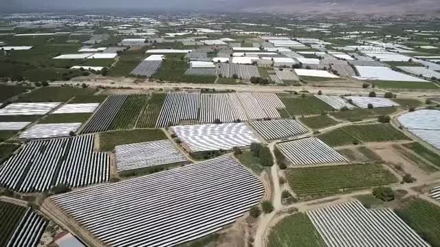 Türkiye'den 56 ülkeye 120 milyon dolarlık üzüm ihracatı