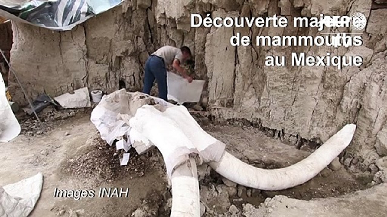 Découverte majeure de restes de mammouths au Mexique