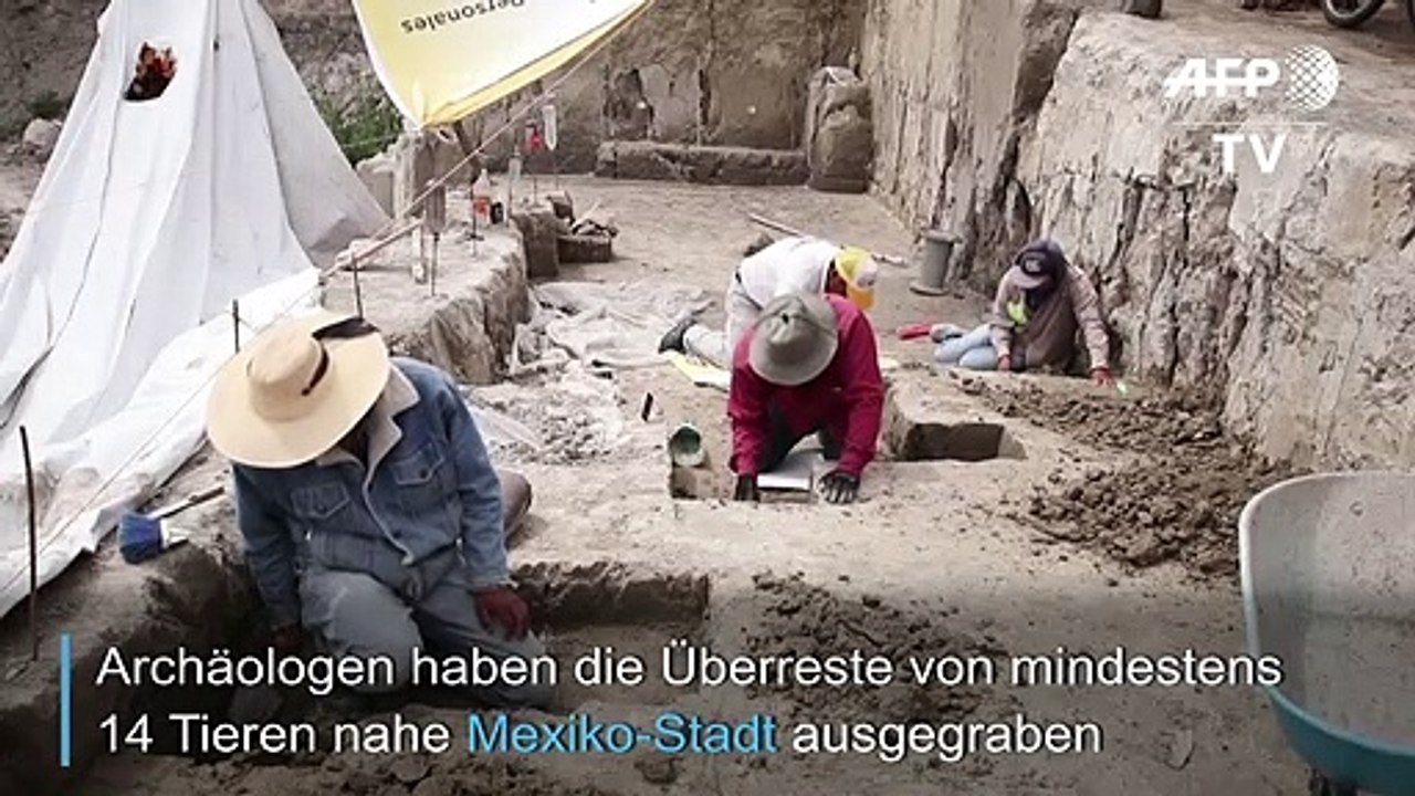 14.000 Jahre alte Mammutfalle entdeckt