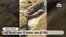 चंद्रपुर में नदी किनारे पत्थर में फंसे बाघ की हुई मौत, बुरी तरह से हो गया था घायल