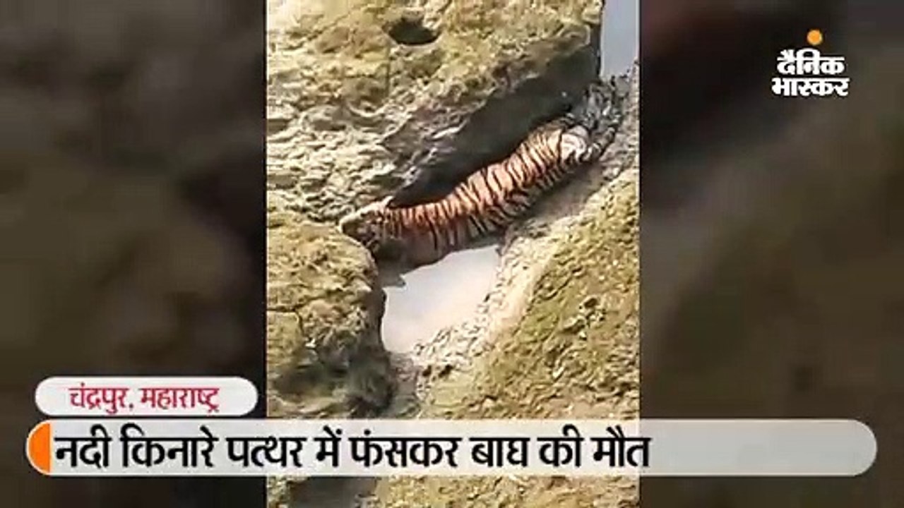 चंद्रपुर में नदी किनारे पत्थर में फंसे बाघ की ह...