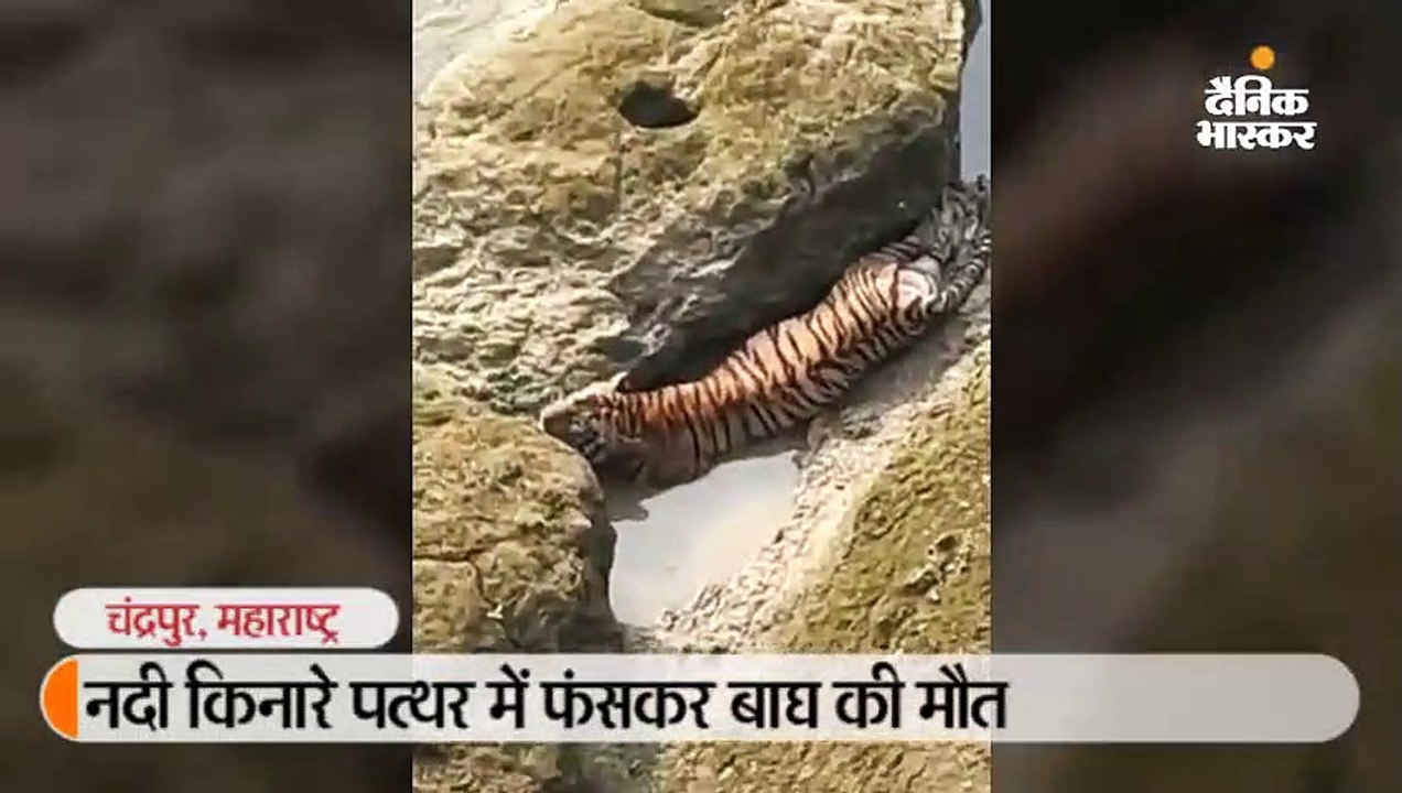 नदी किनारे पत्थर में फंसकर बाघ की मौत