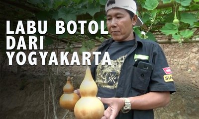 Ini Dia Labu Botol Dari Bantul, Yogyakarta