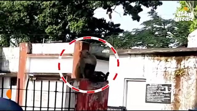 करंट से झुलस कर मरा था बंदर, सीने से लगाकर अस्पताल के बाहर बैठी रही उसकी मां