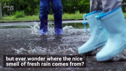 Here’s Why Rain Smells So Good
