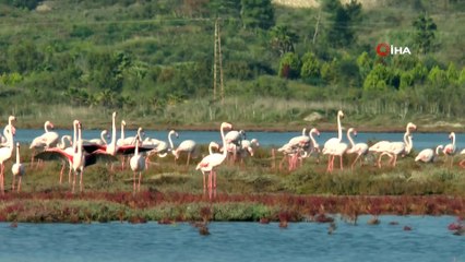 Flamingolar bu yıl erken geldi