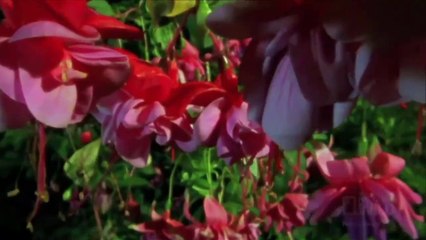 Bọ ngựa ăn thịt bạn tình khi giao phối