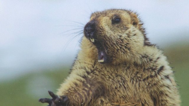 Las mejores fotografías de la naturaleza, en 'Wildlife Photographer Of The Year'