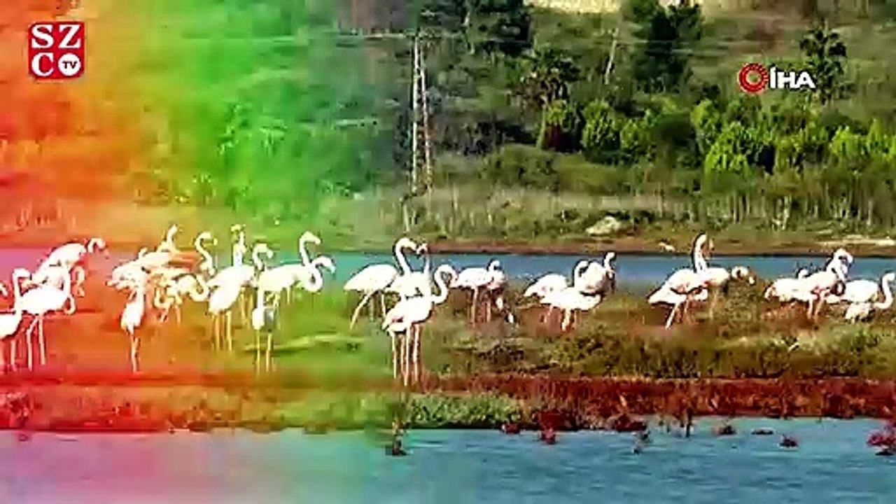 Flamingolar bu sene erken geldi