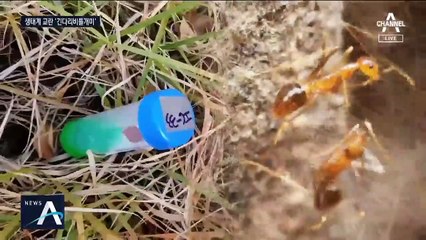 베트남서 온 화물에…긴다리 비틀개미가 ‘우르르’