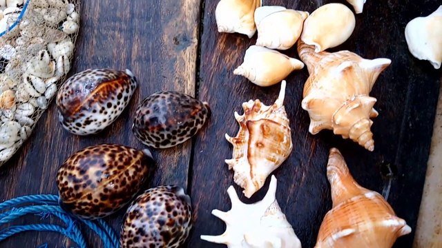 Fisherman selling Fish, Octopus, Seashell at Puri sea beach | Odisha Tourism