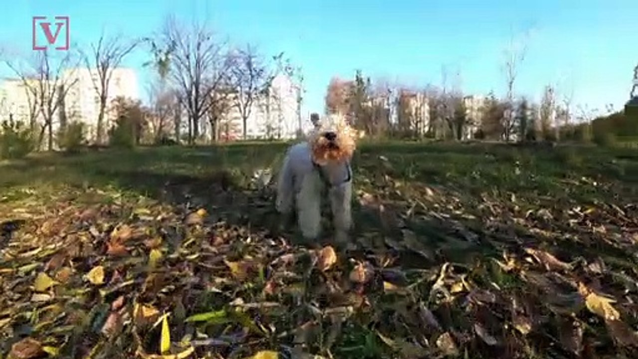 Yelling At Your Dog Has Long-Term Negative Effects