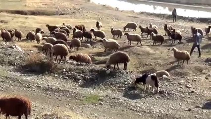 "Pastırma yazı" besicileri sevindiriyor