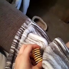 Kitty Springs into Action for Favorite Toy