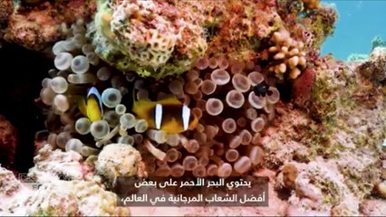 CNN EGYPT RED SEA