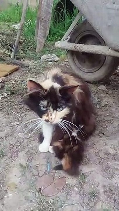 l'amour de la mère pour son fils