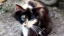 l'amour de la mère pour son fils