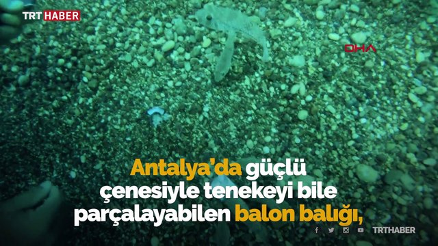 Balon balıkları sert kabuklu midyeleri anında yok etti