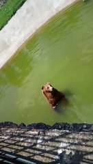 A bear cooled down with a bath