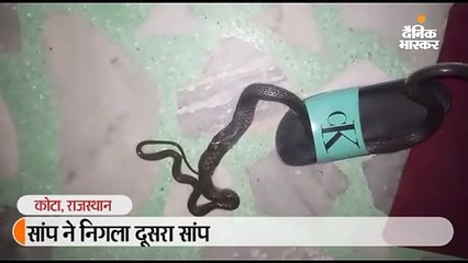 घर में दो सांप निकले, बड़ा छोटे को निगल गया; रेस्क्यू कर जंगल में छोड़ा