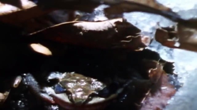 8 Cosas Que No Sabías Sobre los Animales