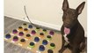 Vídeo viral: Este perro muy listo aprende a comunicarse a través de un sistema de botones y ni te imaginas qué dice…