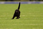 MNF Black Cat Among 300 Feral Cats Living Inside MetLife Stadium