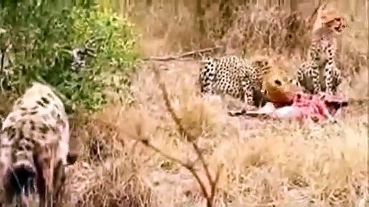 BEST COMPILATION ANIMALS BATTLE   TOP UPLOAD