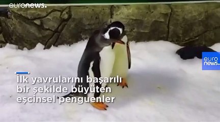 Eşcinsel penguenler ikinci kez baba olmaya hazırlanıyor