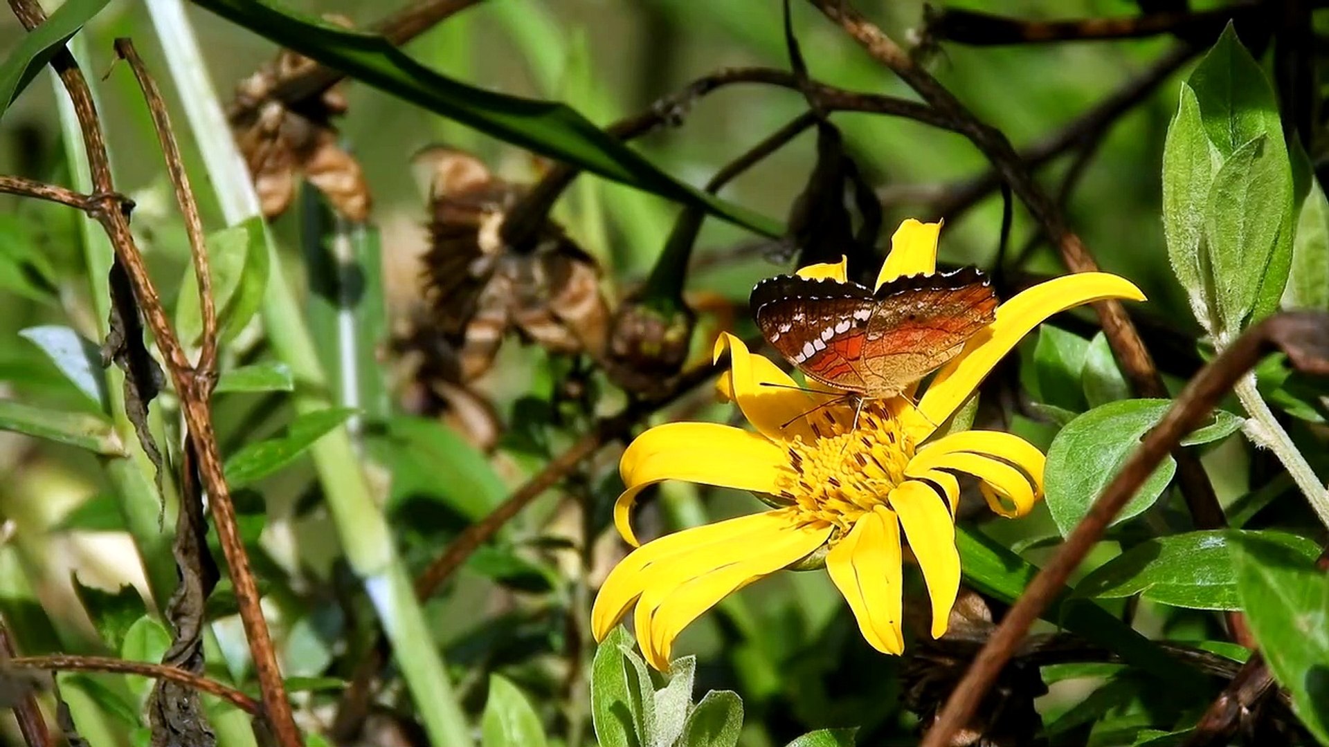 Butterfly On A Flower Footage Animals