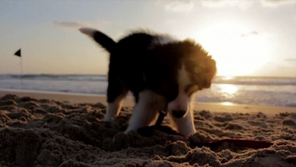 Cute Puppy Playing On The Beach