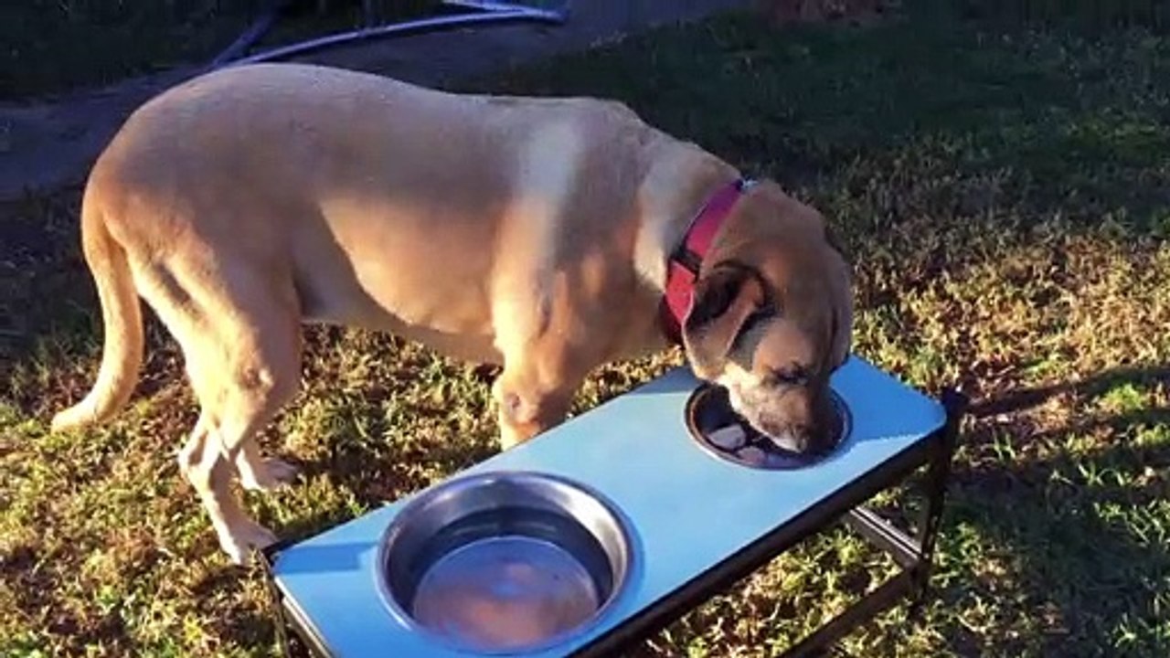 Dog Feeding