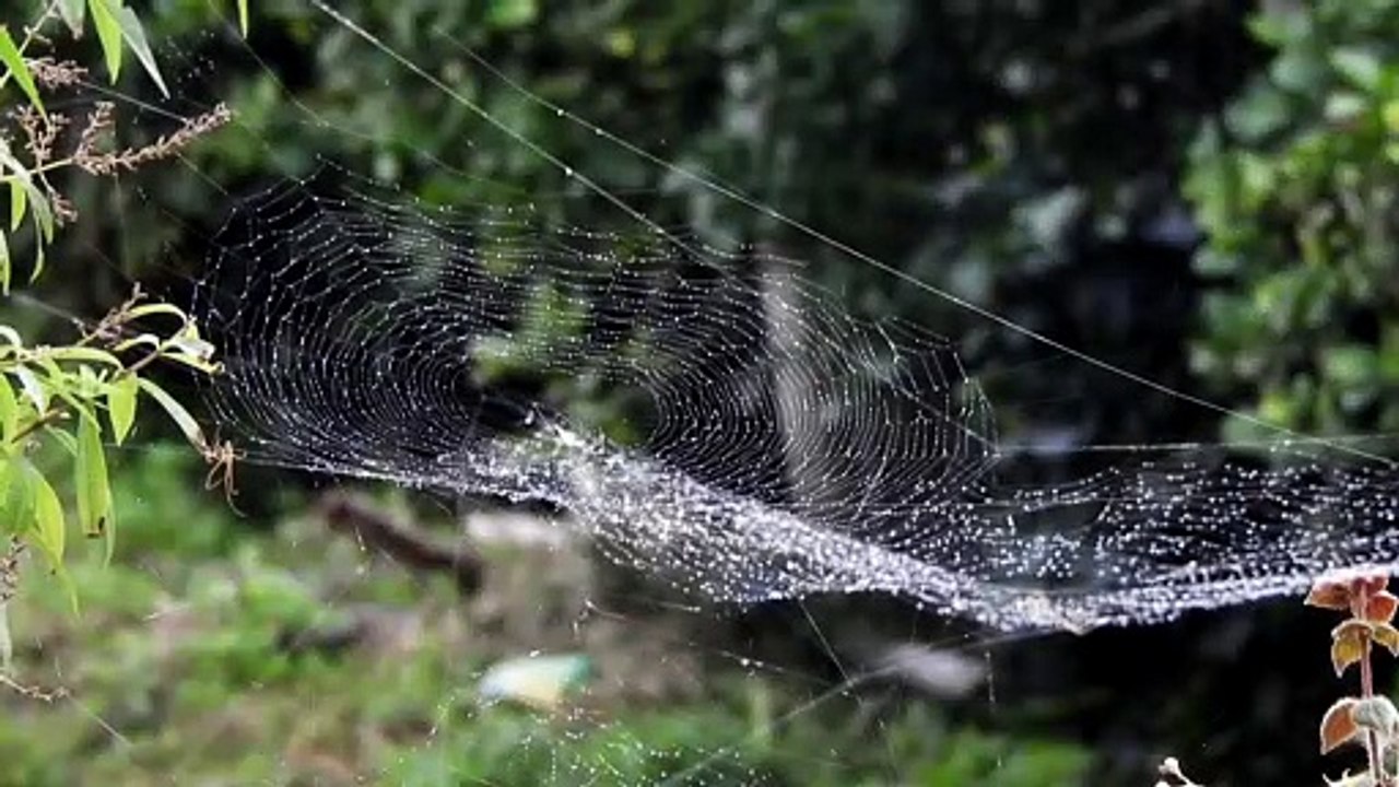 Morning Dew On Spider Web