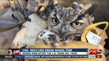 Check This Out: Owl Rescued from Maria Fire
