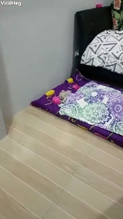 Tiny Dog, Big Bed
