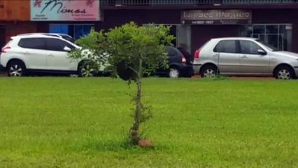 Moradores fazem alerta para cachopa de abelhas na Avenida Assunção
