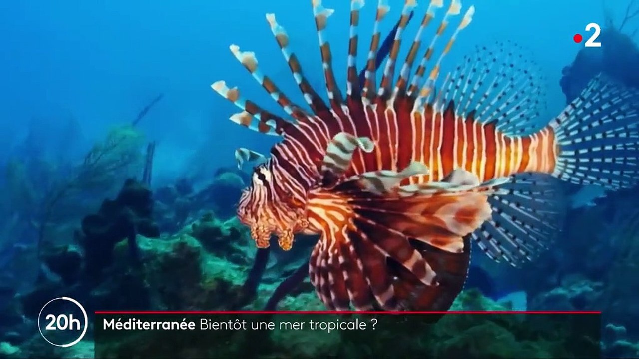 Environnement : le réchauffement de la Méditerranée met en péril son écosystème
