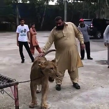 Cette lionne n'a pas l'air d'apprécier les calins