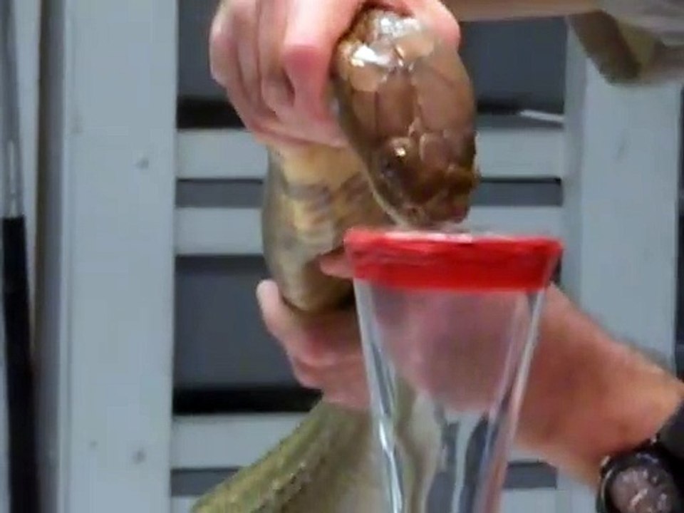 Regardez comment on extrait le venin d'un cobra royal : impressionnant