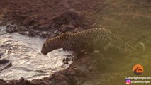 Ce léopard flemmard vient pecher dans une flaque d'eau