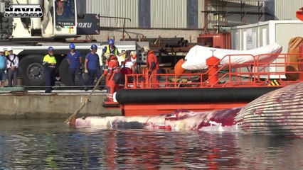 TRASLADO DE LA BALLENA VARADA EN TAPIA AGOSTO 2019