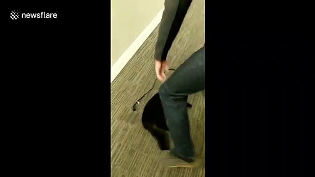 Ce chat ne veut VRAIMENT pas aller se balader ! Il se laisse traîner au sol...