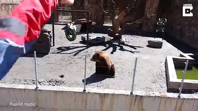 Cet ours fait coucou aux touristes du Zoo !