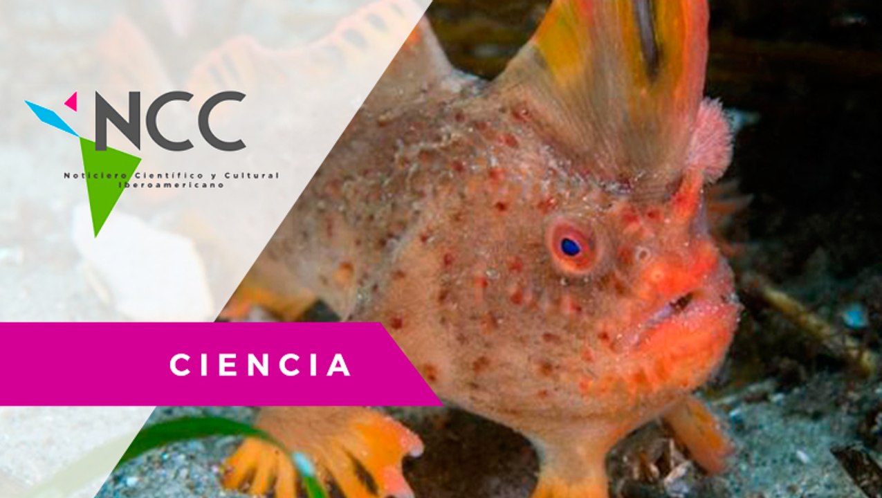 Cien­tí­fi­cos cui­dan de los úl­ti­mos 100 ejem­pla­res del ‘pez-mano ro­jo’