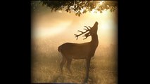 Young Stag Enjoys a Misty Summer Dawn