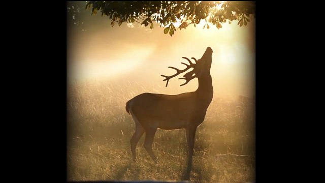 Young Stag Enjoys a Misty Summer Dawn