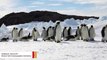 Emperor Penguins Are Headed Toward Extinction, Scientists Warn