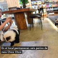 ¿Pintar perros para que parezcan osos panda? La polémica que ha desatado un café en China