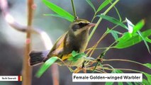 Study Suggests Scientists Have Bias Against Female Birds